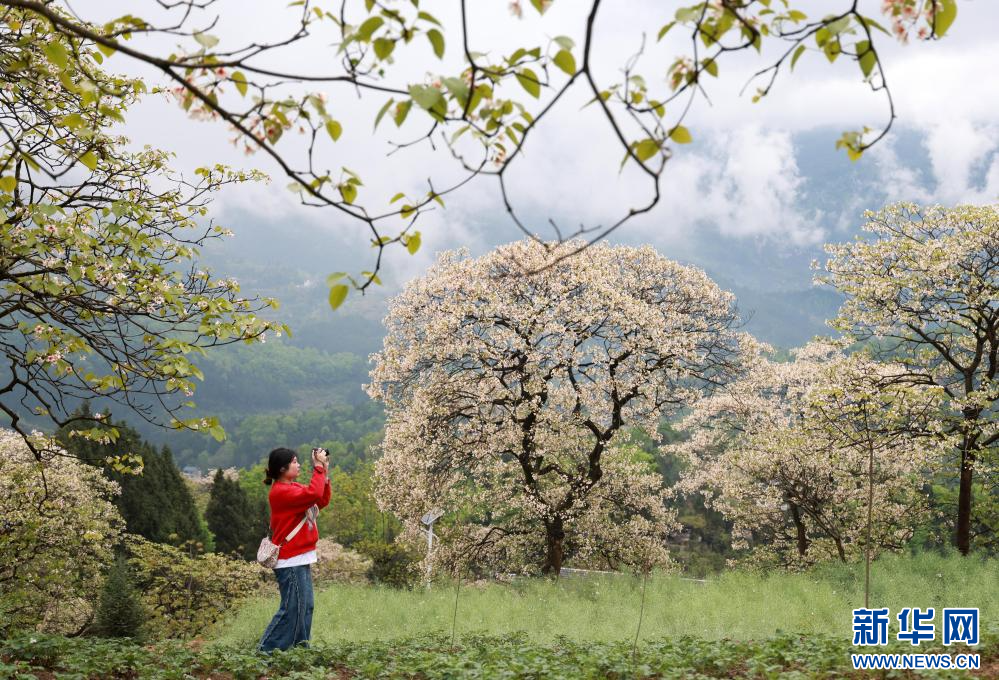 贵州正安：油桐花盛开引客来插图2