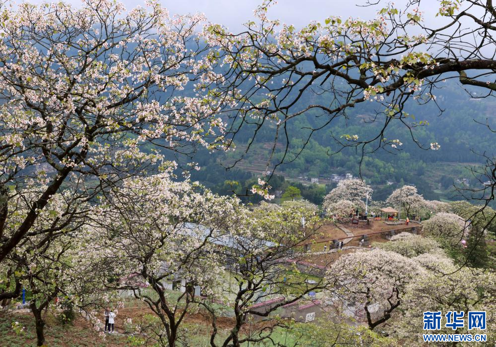 贵州正安：油桐花盛开引客来插图3