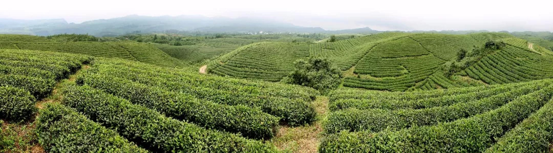 上坝知青茶场：此情可待成追忆插图1