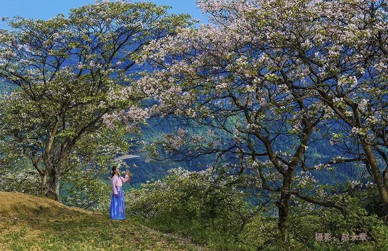 相约看桐花，桐花香里歌正安插图1