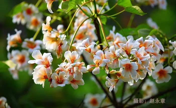 相约看桐花，桐花香里歌正安插图4