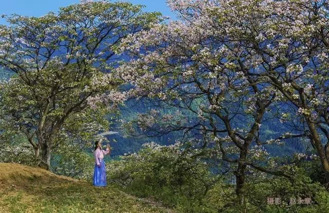 桐花朵朵梦中来插图1