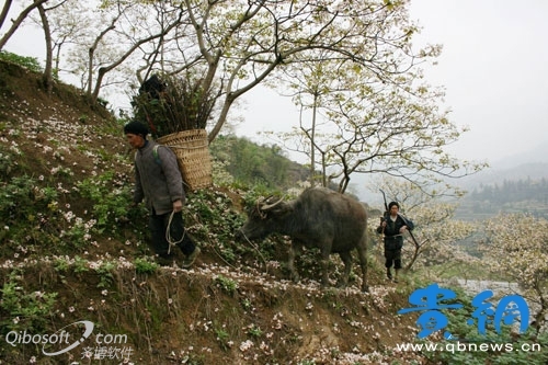 行走在正安 捡拾一瓣瓣花香闻四处墨香插图3