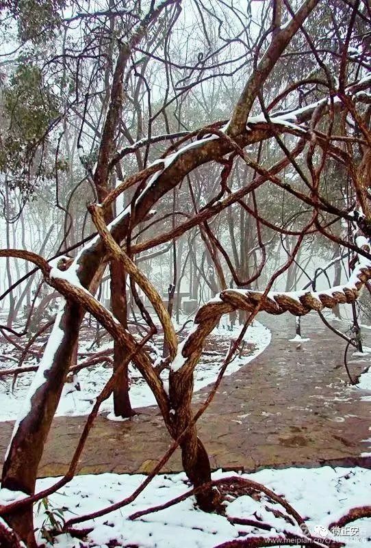 90年代正安雪景，满满的全是回忆…..插图70