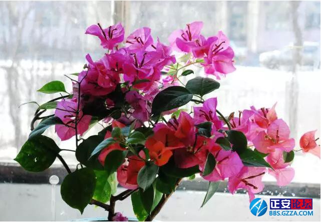 一株三角梅如何开出五颜六色的花？插图1