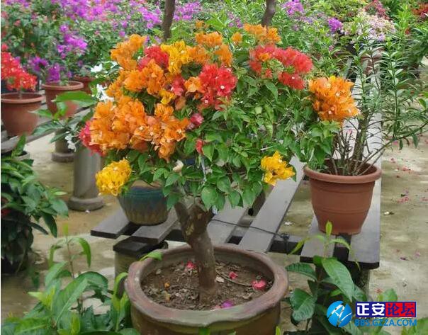 一株三角梅如何开出五颜六色的花？插图3