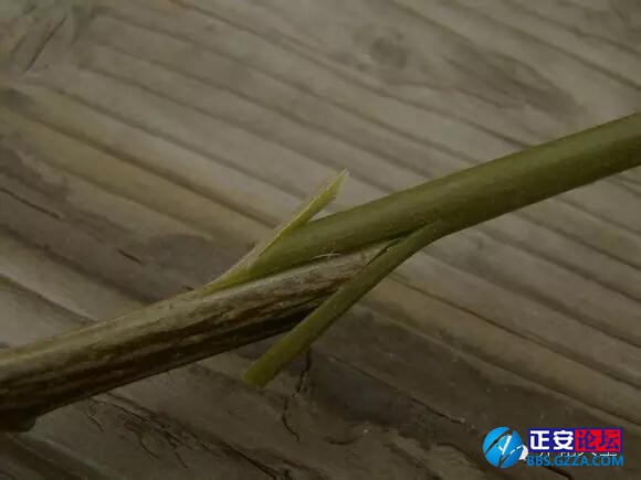 一株三角梅如何开出五颜六色的花？插图4