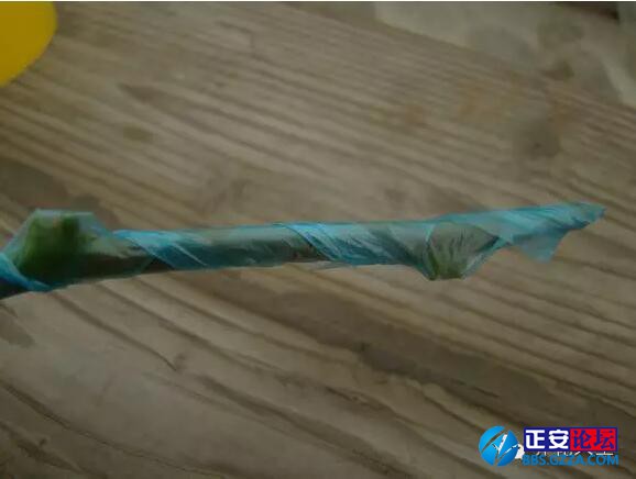 一株三角梅如何开出五颜六色的花？插图7