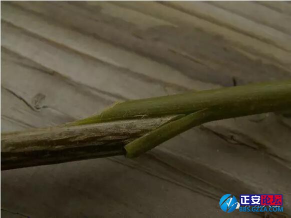 一株三角梅如何开出五颜六色的花？插图5