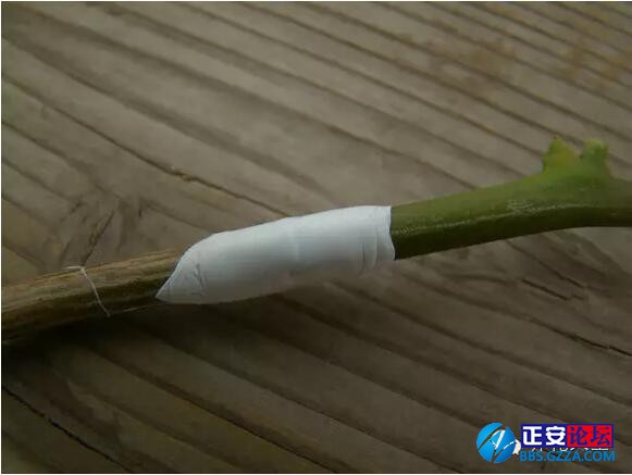 一株三角梅如何开出五颜六色的花？插图6