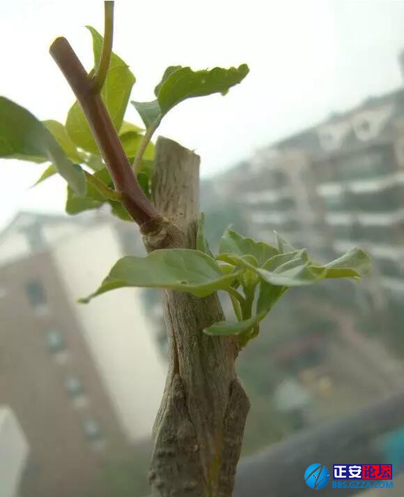 一株三角梅如何开出五颜六色的花？插图10