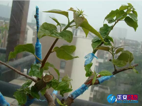 一株三角梅如何开出五颜六色的花？插图9