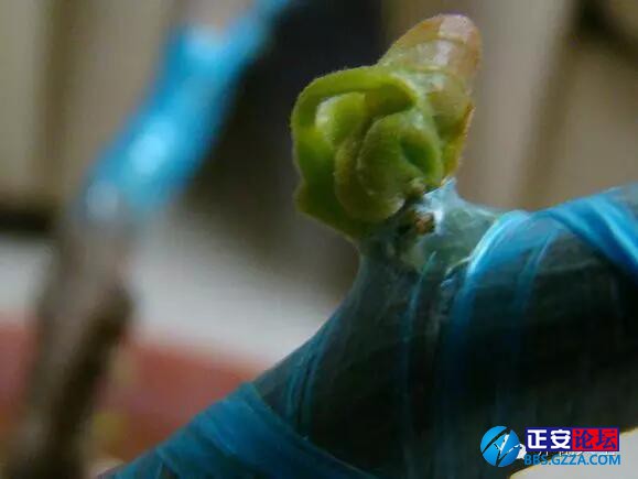一株三角梅如何开出五颜六色的花？插图8