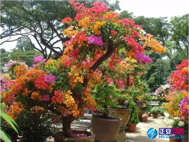 一株三角梅如何开出五颜六色的花？插图12