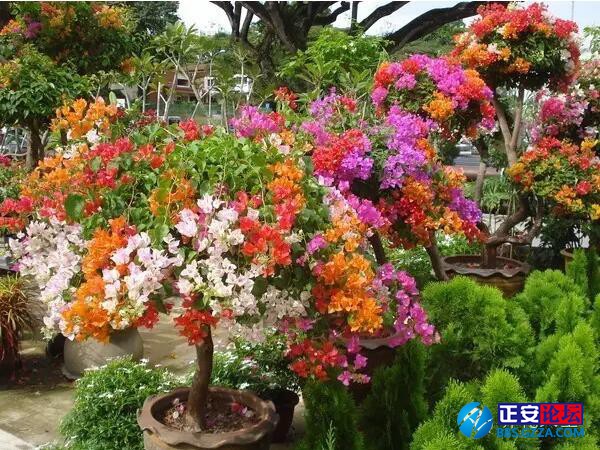 一株三角梅如何开出五颜六色的花？插图11