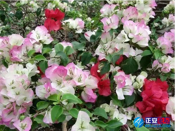 一株三角梅如何开出五颜六色的花？插图13