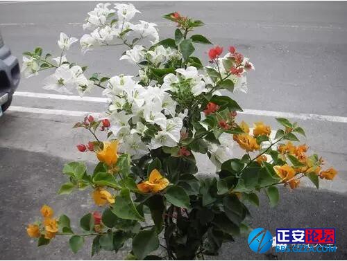 一株三角梅如何开出五颜六色的花？插图14