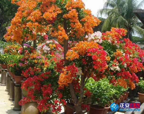 一株三角梅如何开出五颜六色的花？插图15