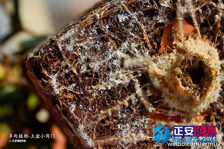 多肉植物的上盆小窍门插图3