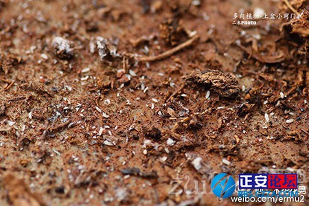 多肉植物的上盆小窍门插图5