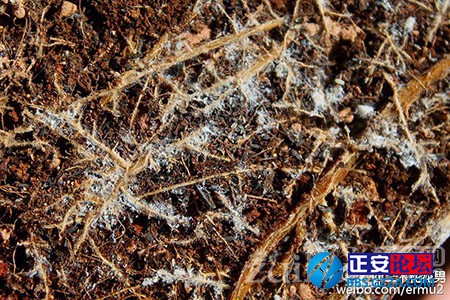 多肉植物的上盆小窍门插图4