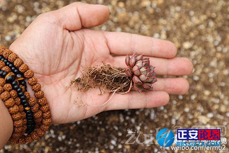 多肉植物的上盆小窍门插图8