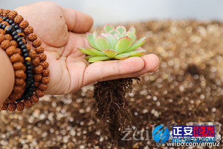 多肉植物的上盆小窍门插图9