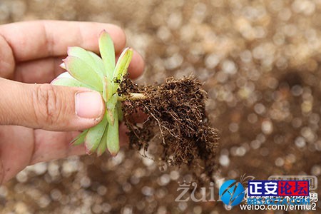 多肉植物的上盆小窍门插图10