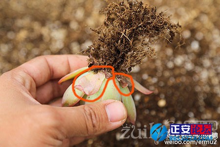 多肉植物的上盆小窍门插图12
