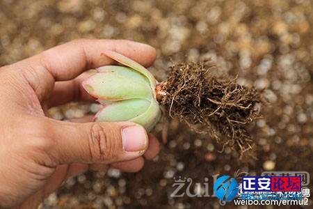 多肉植物的上盆小窍门插图13