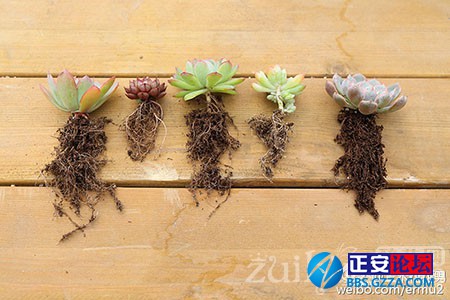 多肉植物的上盆小窍门插图14