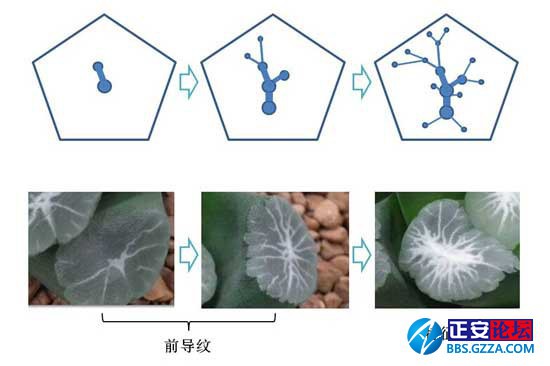 万象花纹的枝变与迭代插图3