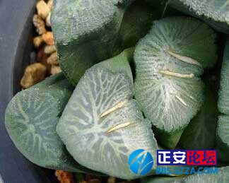 万象花纹的枝变与迭代插图1
