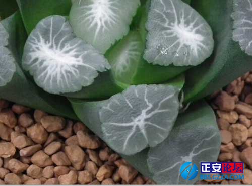 万象花纹的枝变与迭代插图4