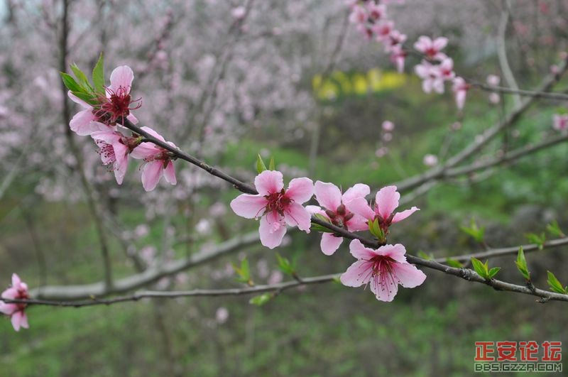 骑行活动：游三江河水畔，赏田园油菜花插图1