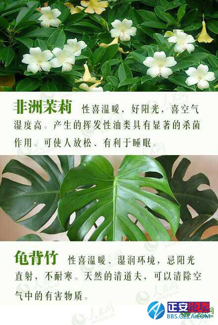 有益身心的盆栽推荐插图2