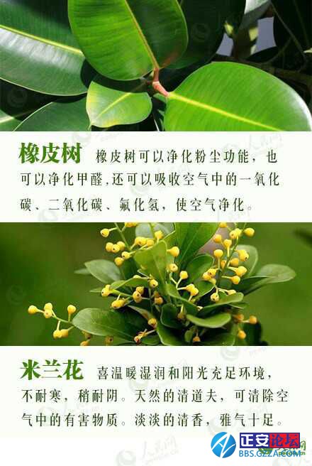 有益身心的盆栽推荐插图1
