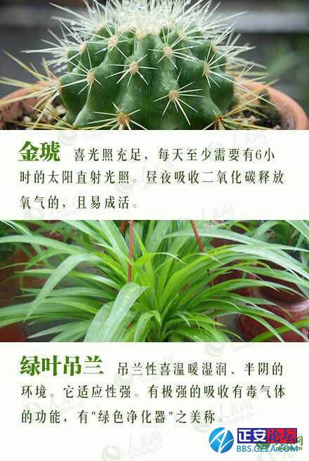 有益身心的盆栽推荐插图4