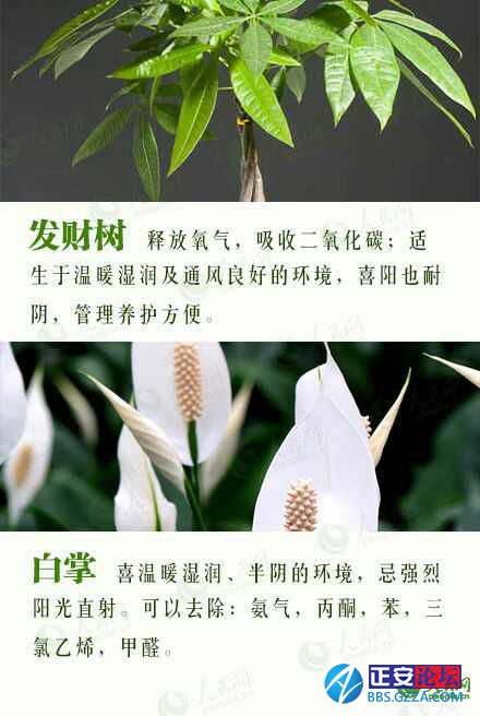 有益身心的盆栽推荐插图7