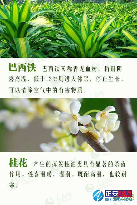有益身心的盆栽推荐插图5