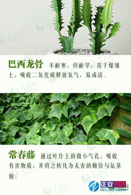 有益身心的盆栽推荐插图6