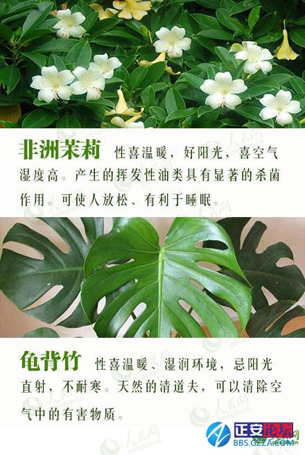 有益身心的盆栽推荐插图11
