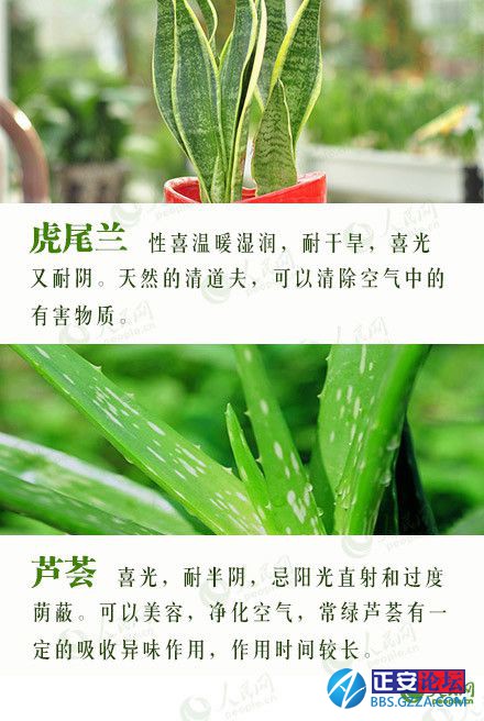有益身心的盆栽推荐插图9