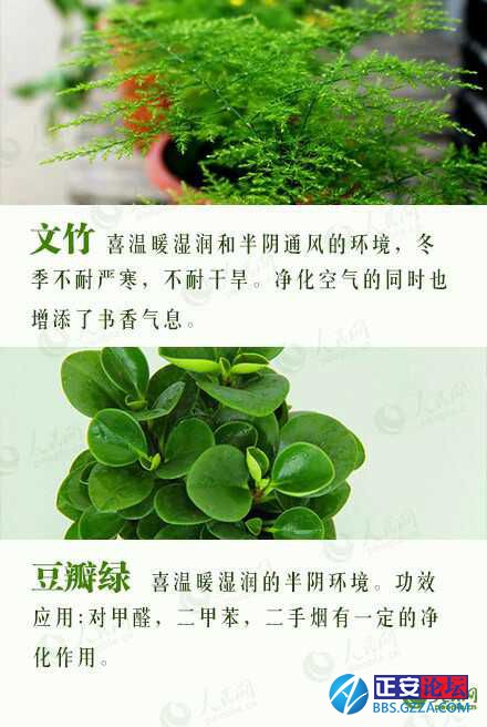 有益身心的盆栽推荐插图8