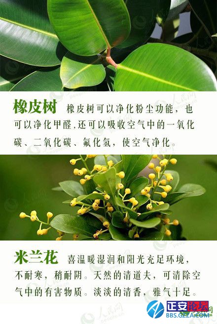 有益身心的盆栽推荐插图10