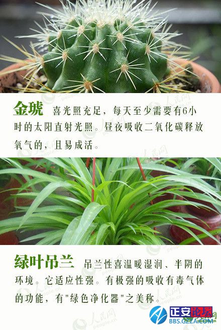 有益身心的盆栽推荐插图13