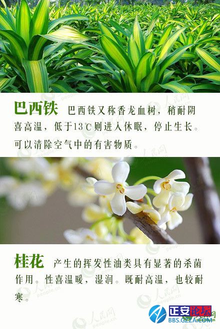 有益身心的盆栽推荐插图14