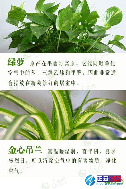 有益身心的盆栽推荐插图12