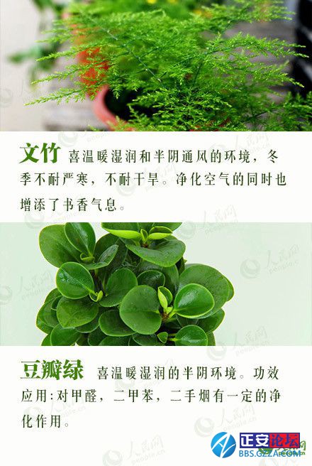 有益身心的盆栽推荐插图17