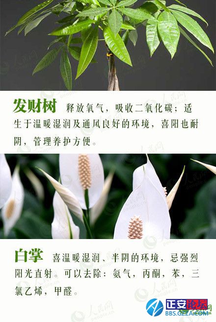 有益身心的盆栽推荐插图16